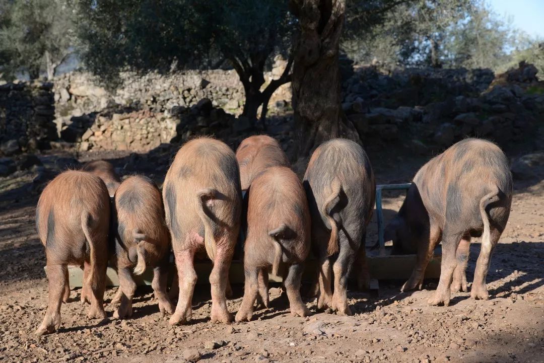 这次AsianFoodFestival汇聚亚洲食力，不止梁静茹给了杭州勇气