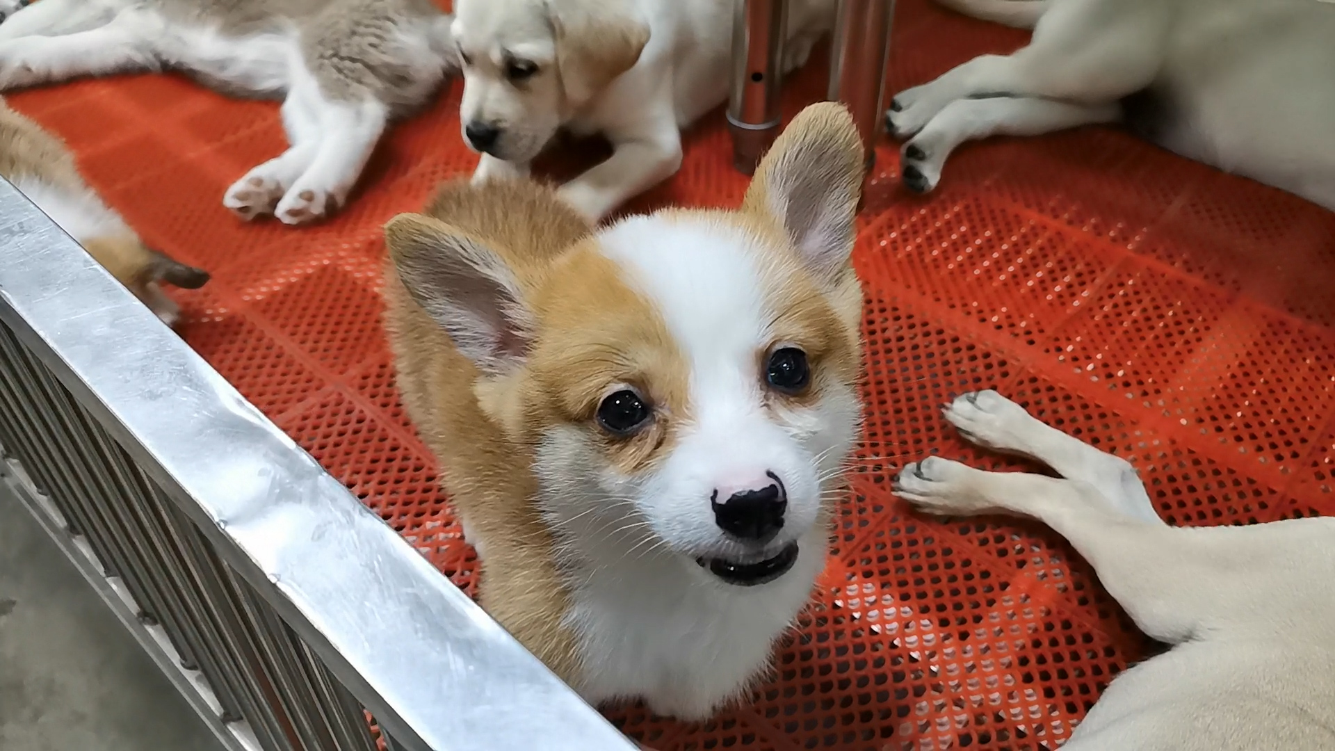 陈砦花卉交易市场，一个神奇的地方，里面不止卖花，逛了一整天！