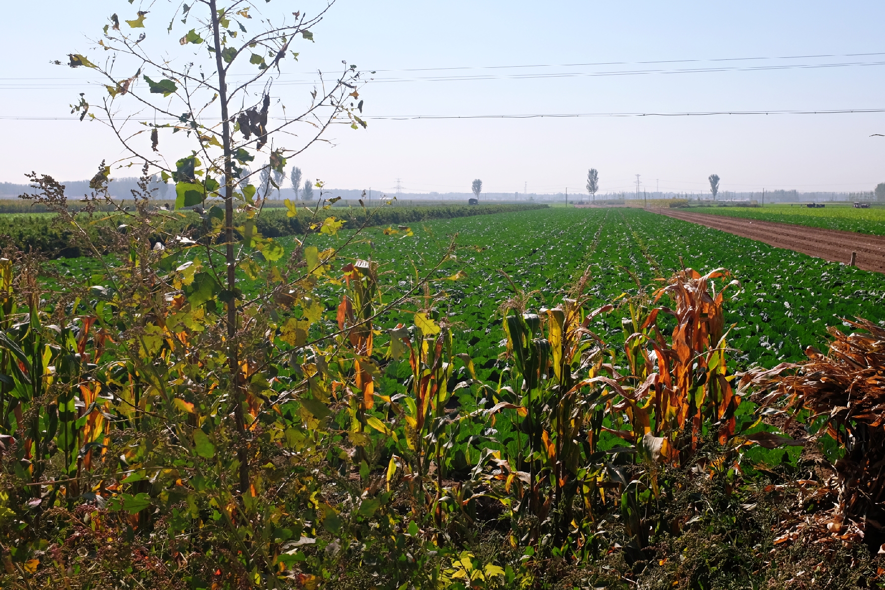 玉田净觉寺景点,唐山净觉寺三大奇观
