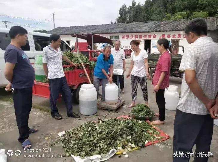 厨余垃圾制作环保酵素的新闻,厨余垃圾自制酵素的做法