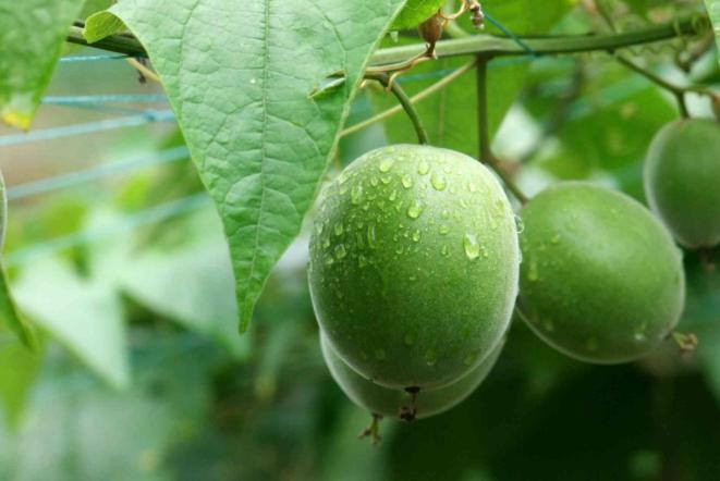 广西巴马有什么特产一定要买,广西有什么农家特产