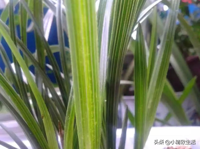 兰花用多菌灵注意什么,兰花生病可以用多菌灵