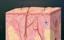 赶上国内圣秋波CBD的热潮，我们先美一步