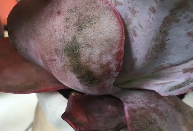 烟煤病多肉治愈后会复发吗,多肉烟煤病可以用虫虫净吗