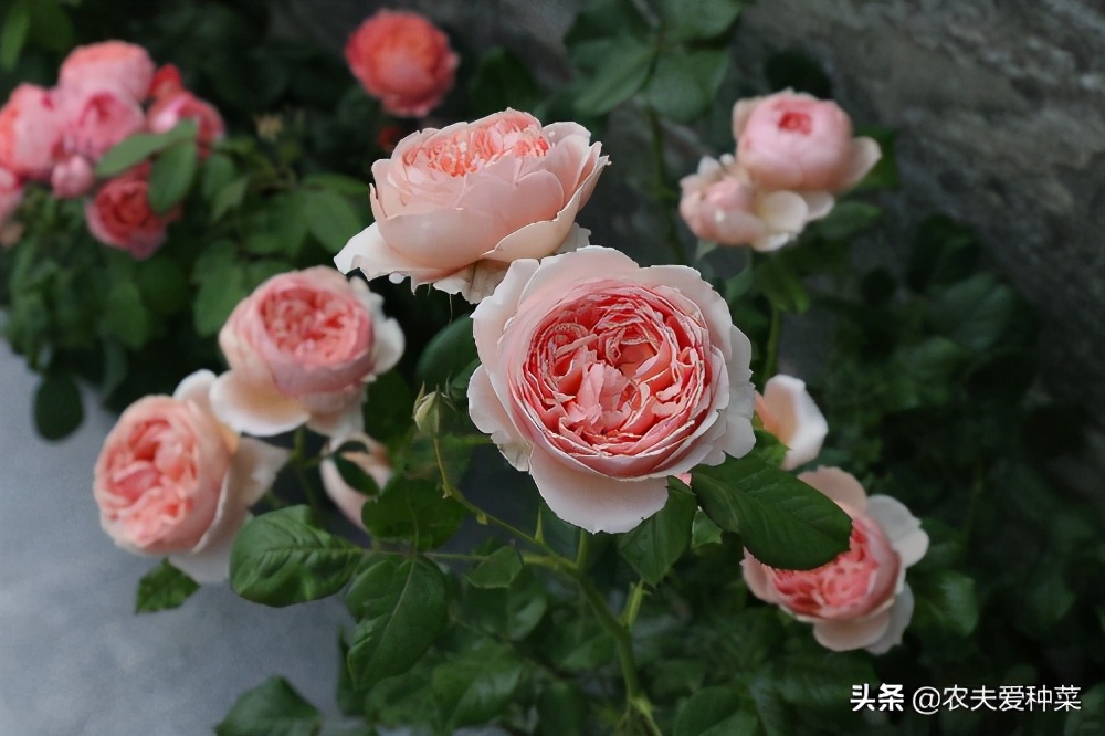 最好看的几种月季花,哪种月季花好养也好看