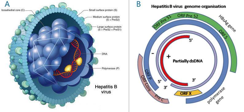 乙肝病毒是什么为什么这么顽固？