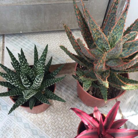 芦根的盆栽技巧,芦蒿种植不嫩怎么办