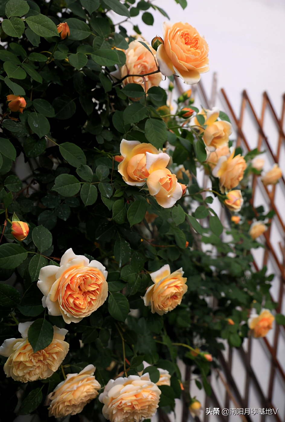 16种双色条纹月季,耀眼的明星月季