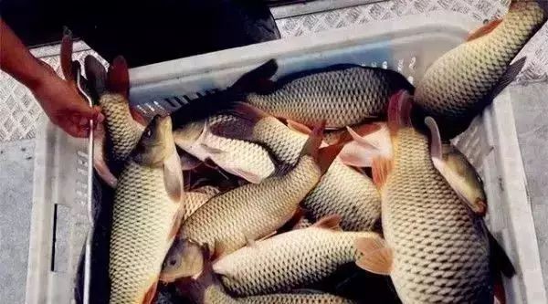 钓大鱼拔河怎么办竿稍取不出来,钓大鱼防拔河为什么竿子要左右摆