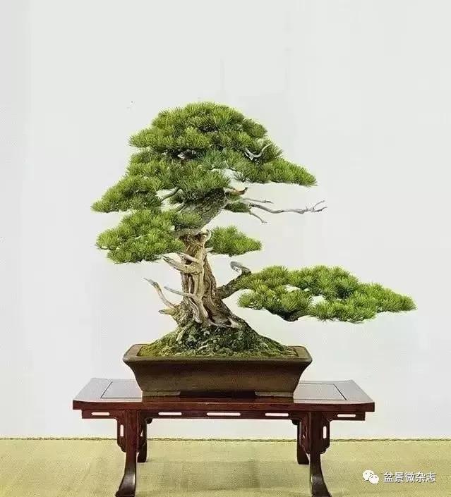 日本黄金光叶榉盆景 (日本风神盆景图片)