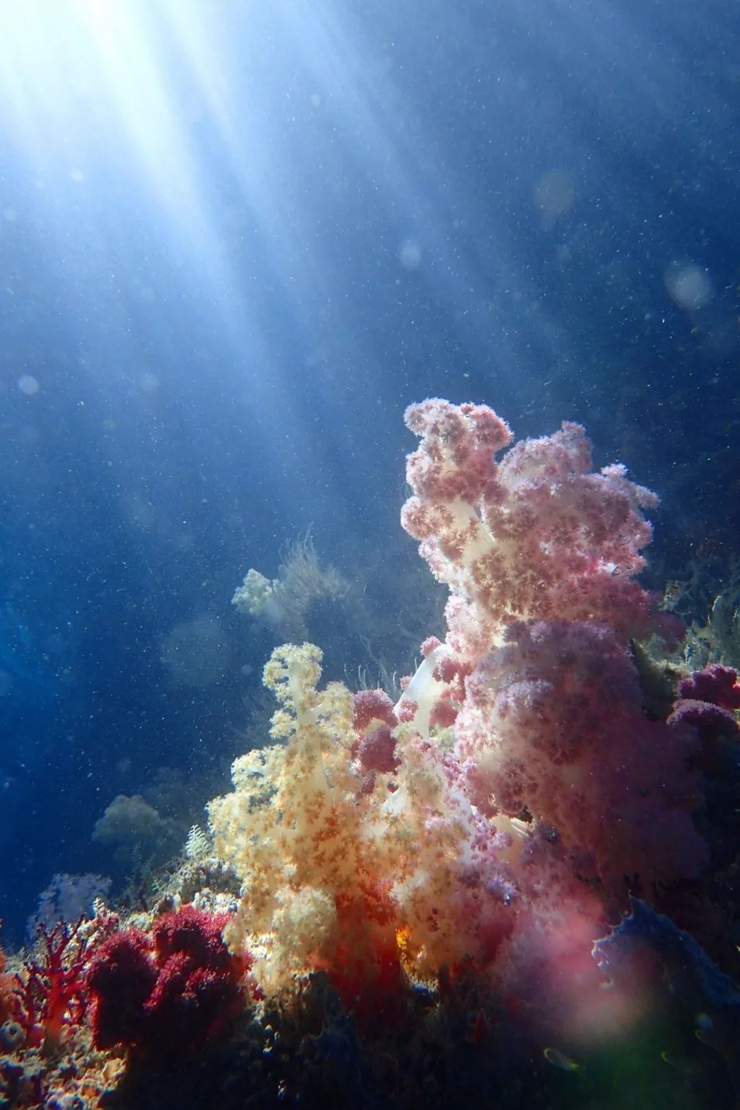 帕劳金色水母,帕劳水母旅行