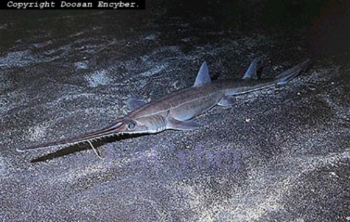 外形凶悍并自带利刃的锯鲨，攻击却远不及一种鳐鱼，险成鲨鱼耻辱