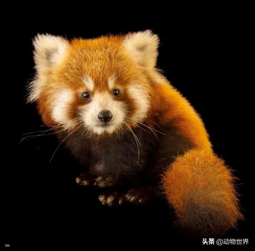 国际珍稀动物保护日-如何拯救那些正在从世界上逐渐消失的物种