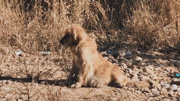 金毛大肚腹水后续,金毛腹水能活多久