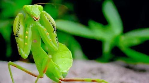 雌螳螂为什么要吃掉自己的配偶,雌螳螂诱惑雄螳螂并吃掉