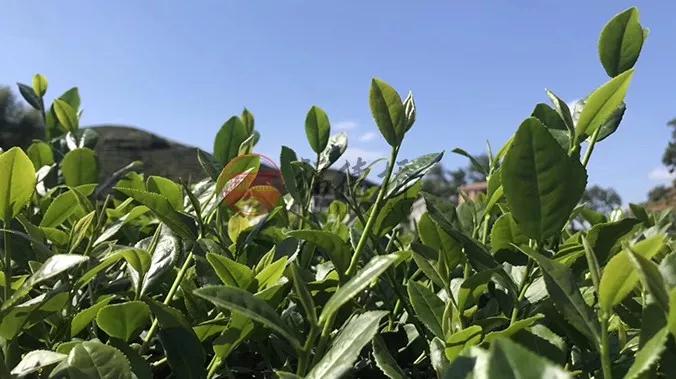 永春佛手茶对比铁观音,永春佛手茶和铁观音茶的区别