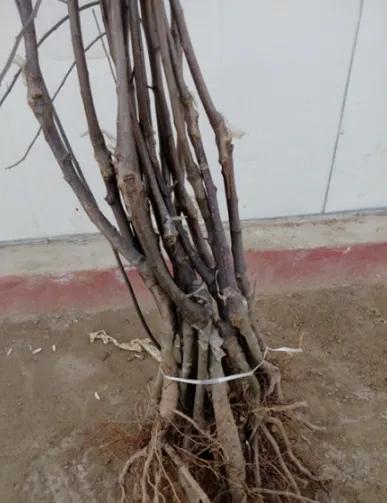 顶端切接嫁接法,中间砧嫁接法