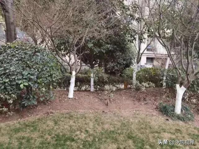 安徽鹏徽物业被指“消极服务”合肥华地紫园业主举报其围标