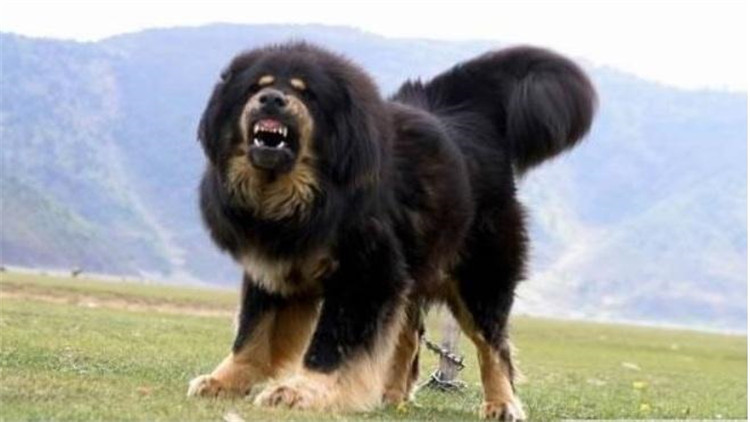 藏獒怎么训成凶猛狗,藏獒的饲养方法和训练