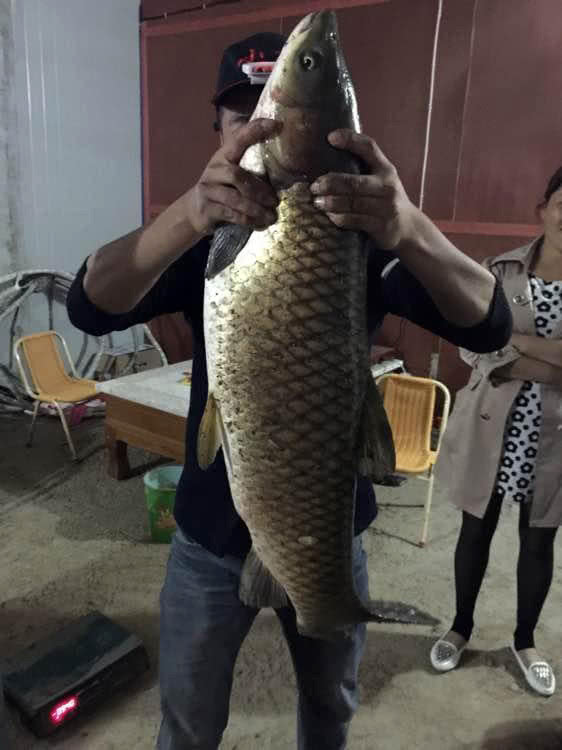 草鱼受伤怎么恢复,10斤草鱼手指受伤