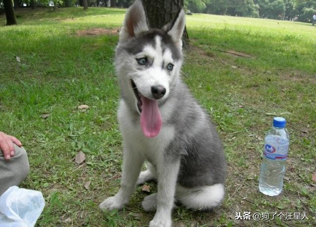 最容易被忽视的病：狗狗昏睡无力可能不是感冒，而是有了寄生虫！