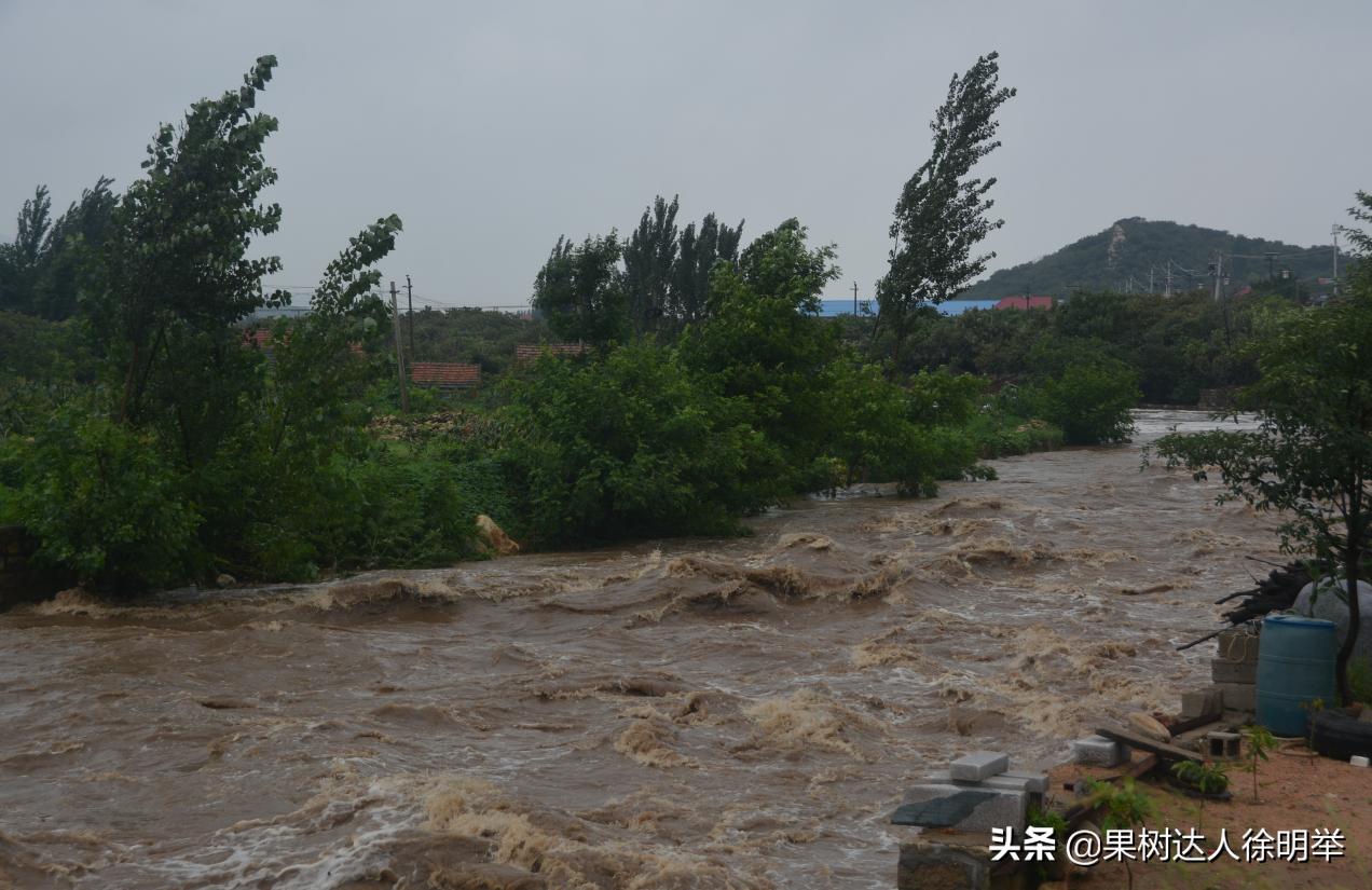 夏季雨水多的年份怎么进行管理果树呢