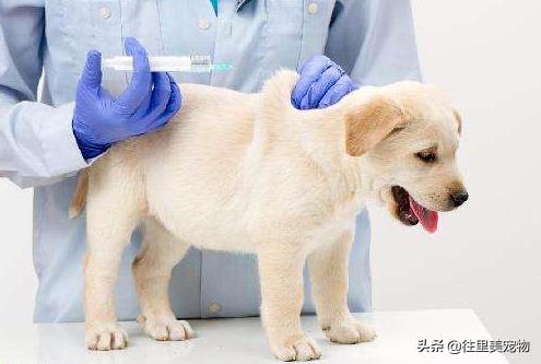宠物为什么打了疫苗没给本,为什么宠物疫苗会打三次