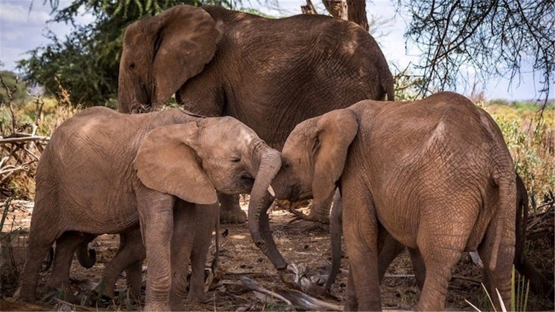 大象脚底可以感知很远的声音吗,大象听力来源于脚