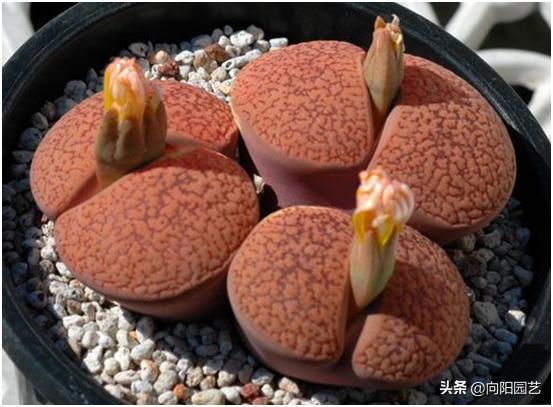 天价兰花怎么养护好呢视频,天价盆栽养殖方法