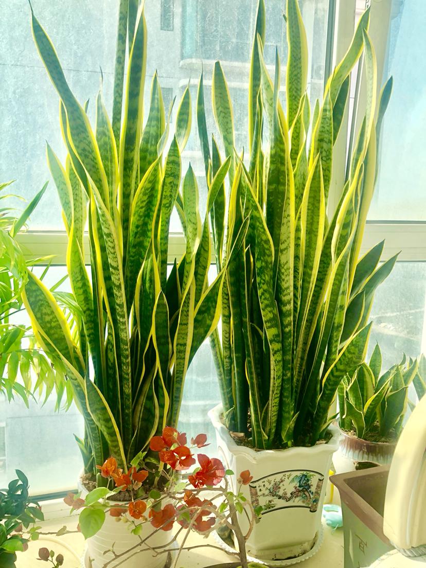 虎皮兰怕冻吗冬天怎么过冬,虎皮兰冬天为啥会死