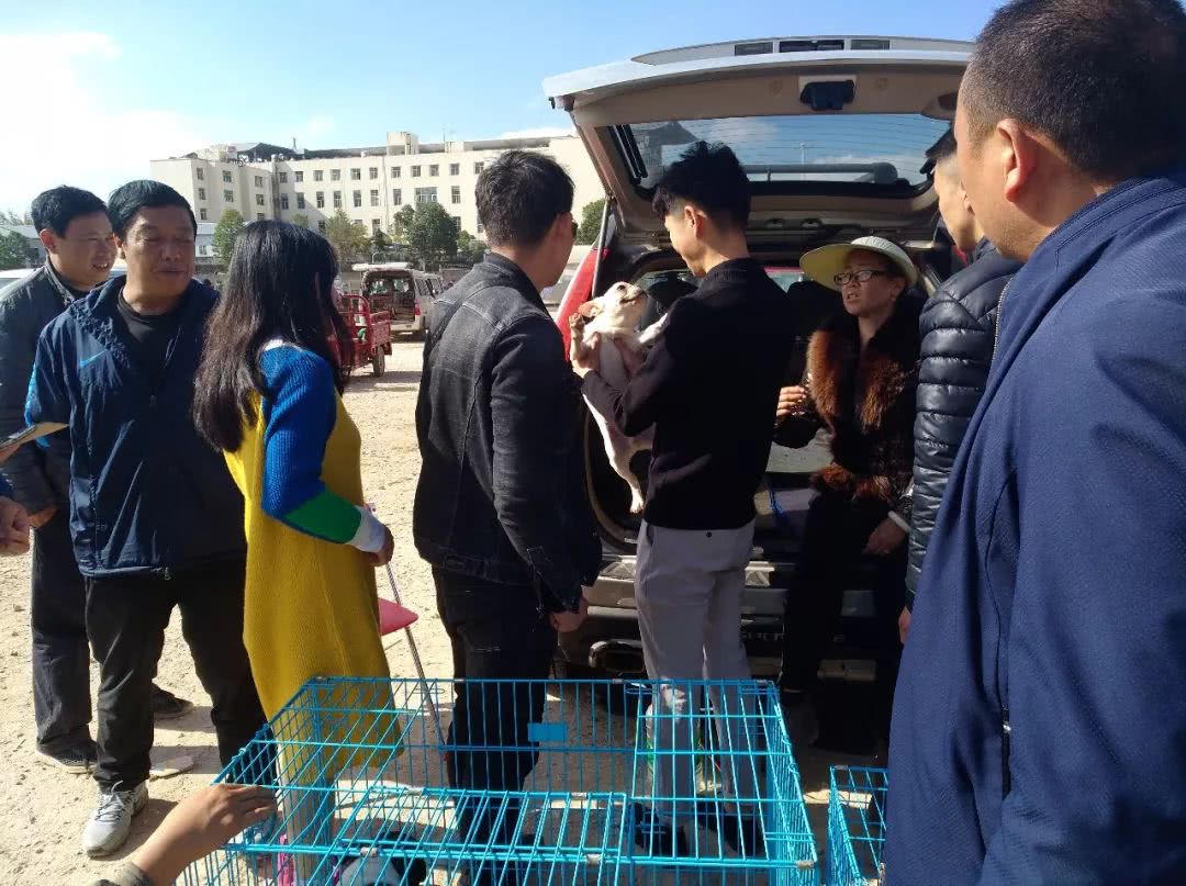 去宠物店买斗牛犬,去狗狗市场买斗牛犬