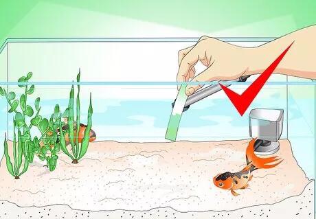 怎么救活金鱼最快最有效,如何挽救快死的金鱼