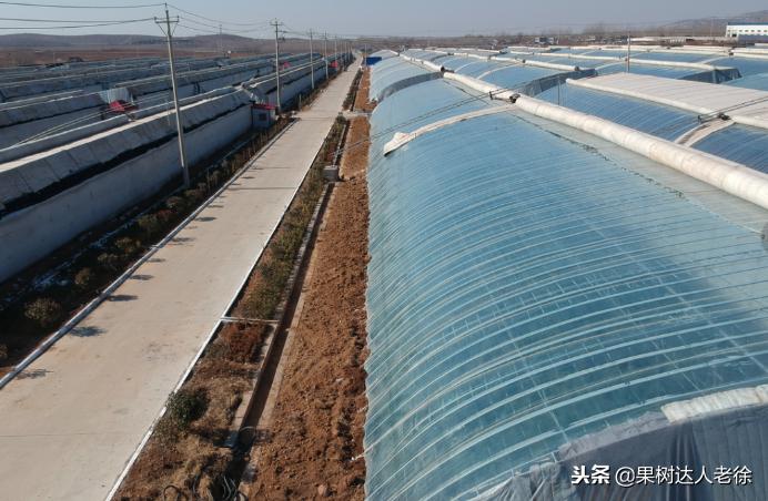 桃树开春管理视频,大棚桃花期用什么药