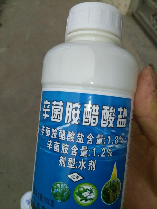 现在橙子打药都是打什么药,橙子一年四季都打什么药