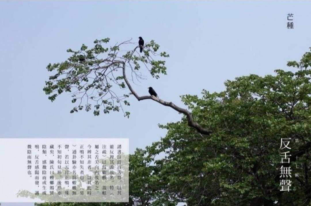 二十四节气芒种背景音乐,二十四节气芒种对应的诗