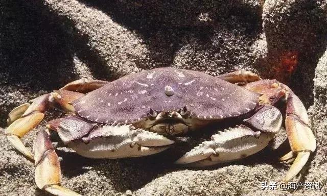 市场上最常见的十种淡水鱼,中国十大水产品排行榜