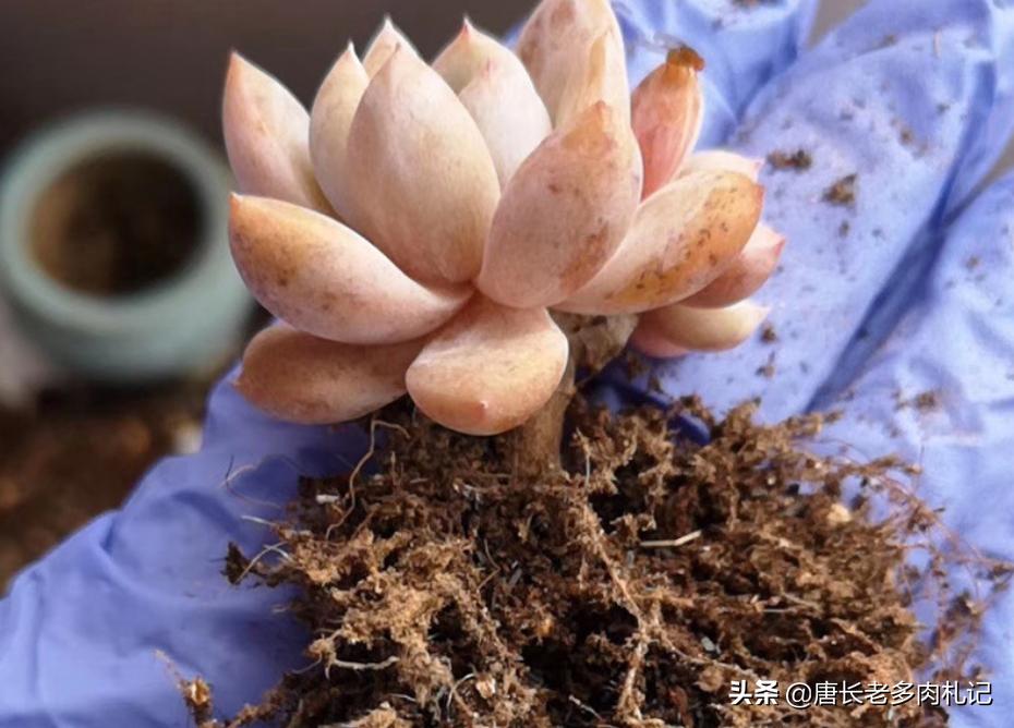 刚上盆的多肉还没服盆怎么浇水,多肉上盆后叶片不发芽