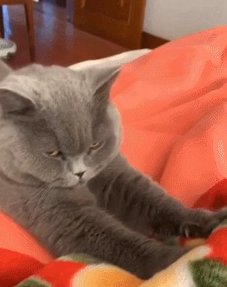 英国短蓝猫好养吗,千万别养蓝猫