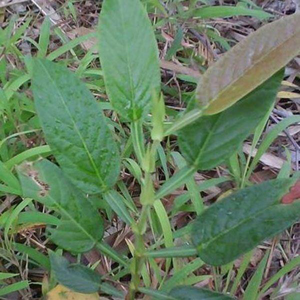 农村这种植物20年前用它治感冒,农村的哪种野草可治癌症