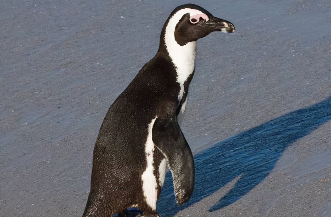 非洲也有企鹅？专家称非洲企鹅叫声像驴，将在14年后功能性灭绝