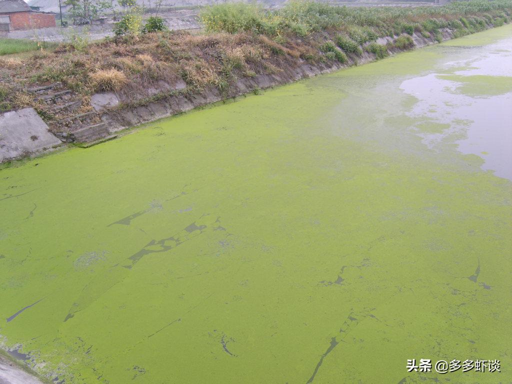 高温季节有蓝藻如何肥水,蓝藻不肥水会怎么样