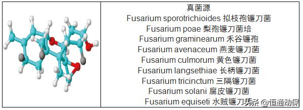 霉菌毒素对母猪造成哪些危害,母猪带毒的危害以及解决措施