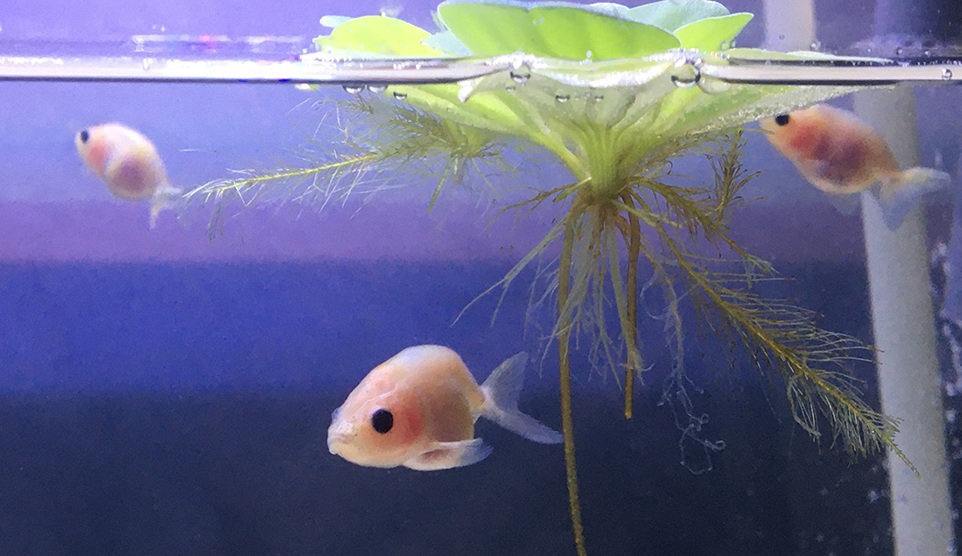 金鱼拉白色的长条便便是怎么回事,金鱼便便拖出来一大截怎么办