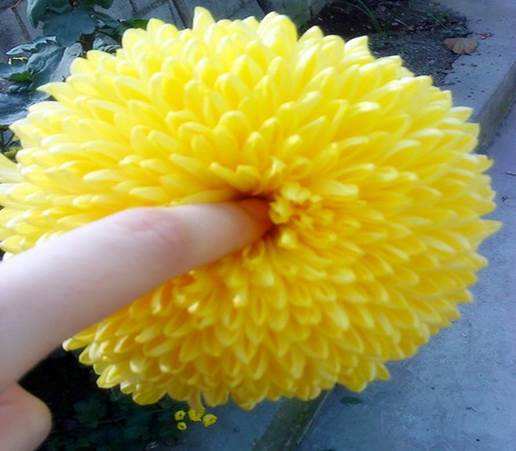 做肠镜一般都会遇到什么问题,做肠镜的十大问题