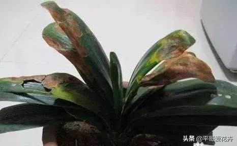 “3种花”冻伤不要扔,教你这样做,快速恢复生机,很有观赏性