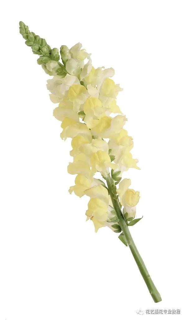 花艺培训班学习花艺设计课程入门,花艺培训师零基础课程入门