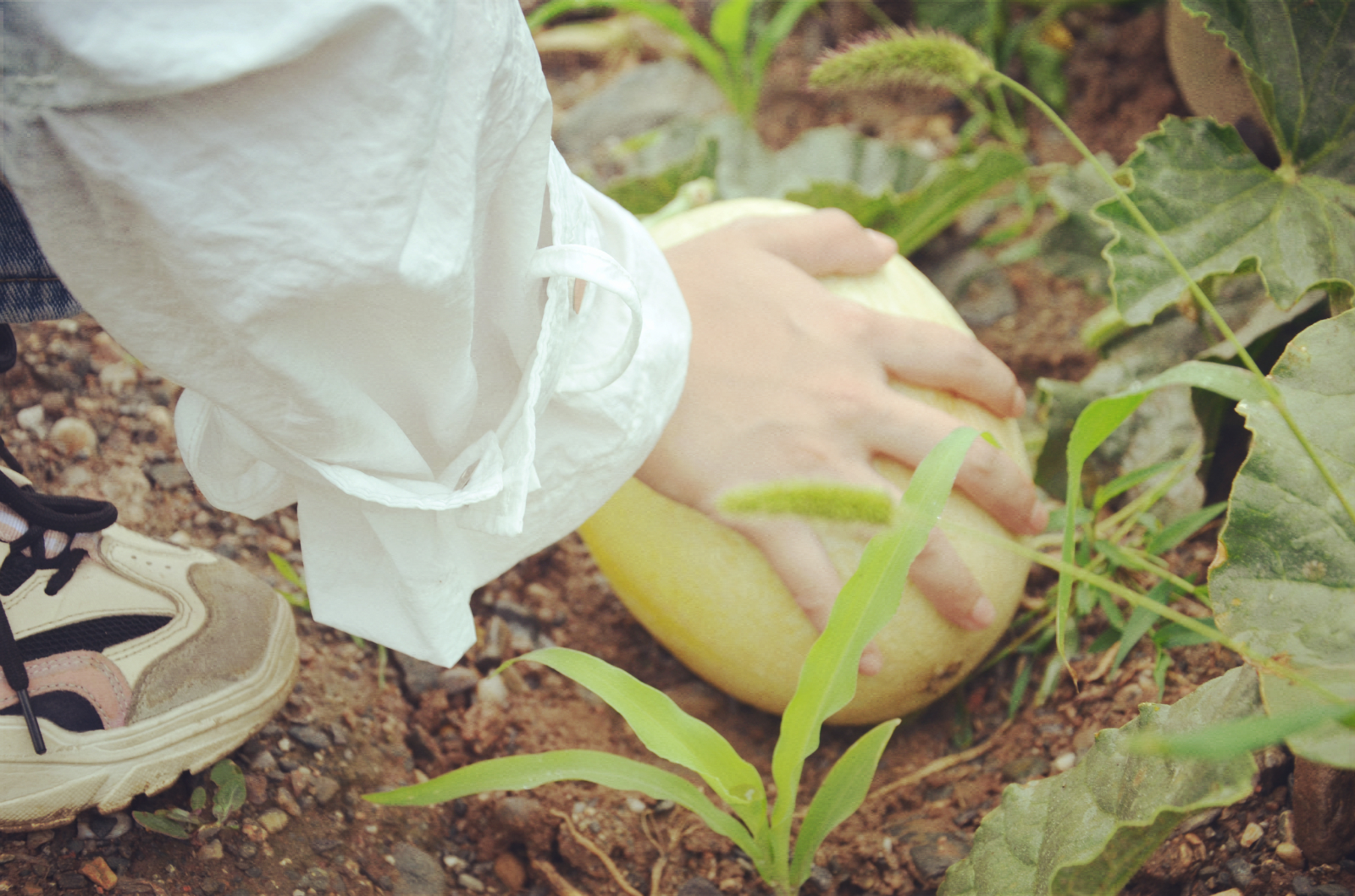 都热成什么亚子啦!网友:39℃的天,我只想来口蜜瓜压压惊