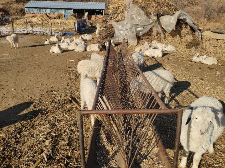 又到遛茬季节,羊吃玉米或者黄豆胀肚、中毒怎么办?兽医告诉你