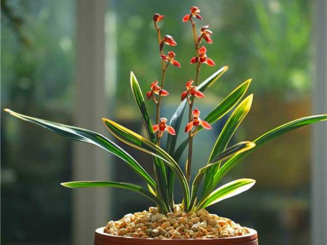 曾价值20万1苗,正格荷瓣,叶片带艺,花艺双绝,带你认识红神荷