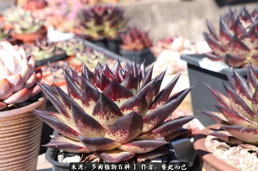 小警察的乌木：红与黑的霸气之美！